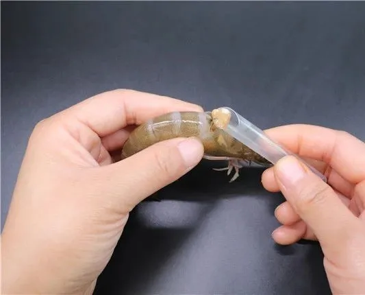 好百邻保姆分享两招去虾线的方法不仅方便还实用