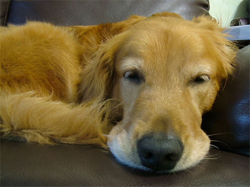 狗狗嘔吐是怎麼回事 狗狗嘔吐怎麼辦 養狗知識百科 Mdeditor