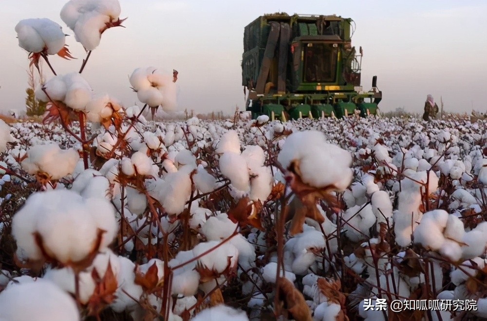 Henan enterprise applies for " Xinjiang cotton " brand out of court