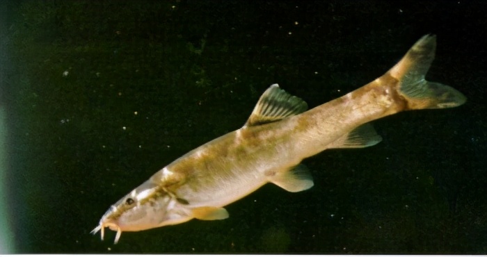 中国淡水鱼图集一489