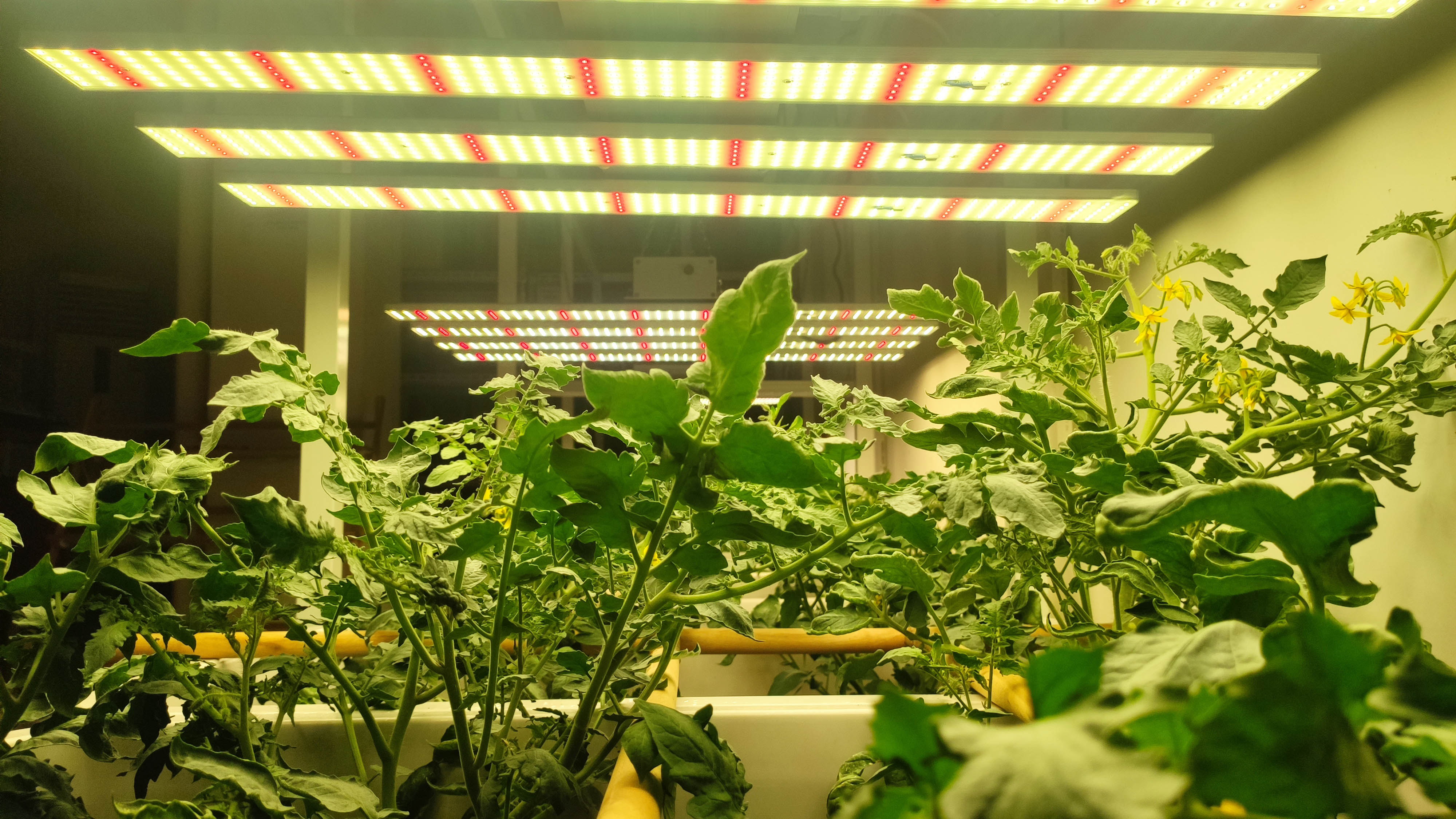 led植物照明未来的应用趋势