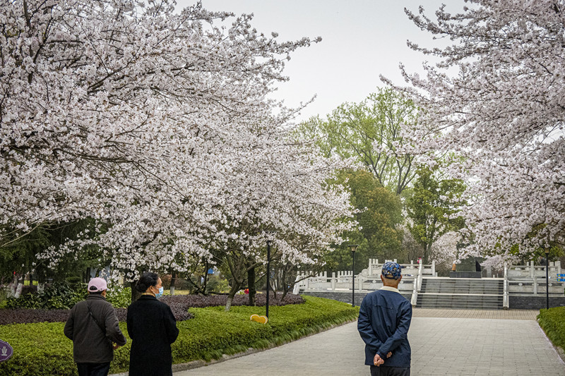 随州：樱花开正艳 市民来打卡