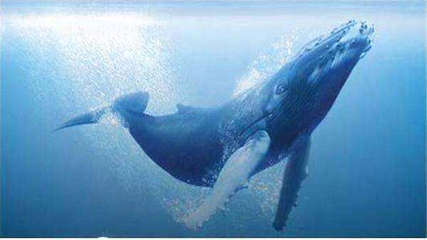 血染的海洋丨金钱与欲望铺就的人类捕鲸史