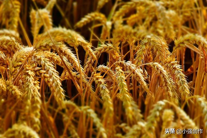 2019小麦补贴最新政策！该如何伸报？