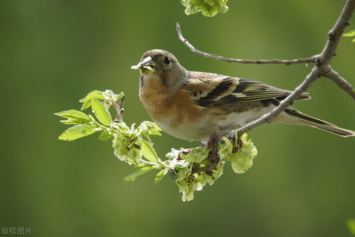 春天的新鮮野味、荒年的救命食糧、傳世的家具材料：榆樹