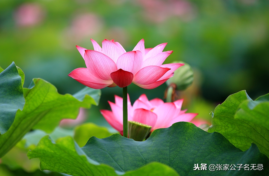 最美的冬夏秋冬四季诗词，每个季节一首代表作-第2张图片-非凡网
