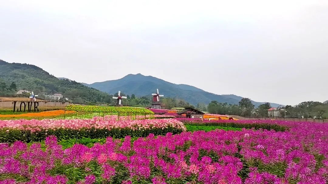 嗨玩十一|西九华山赏七彩花海、听音乐、拍抖音，赢万元大奖！