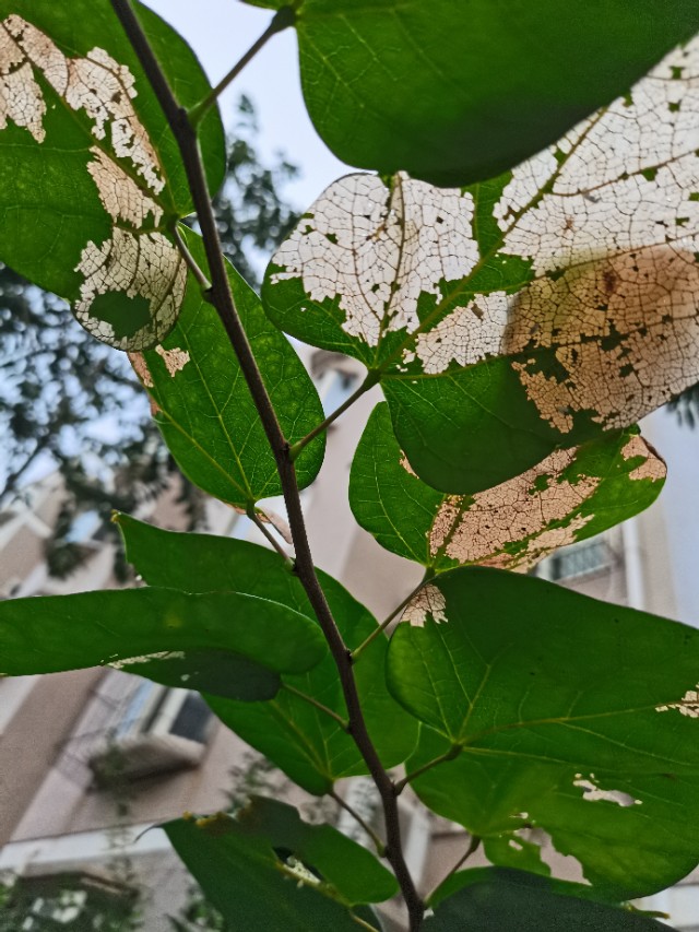 如何用园林栽培技术防治园林植物病虫害