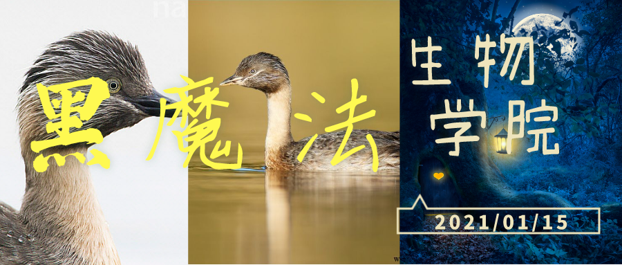 灰頭䴙䴘發如雪，繁華如三千東流水