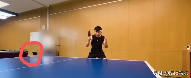 张杰陪谢娜生产后回归，晒打球视频小狗抢镜，