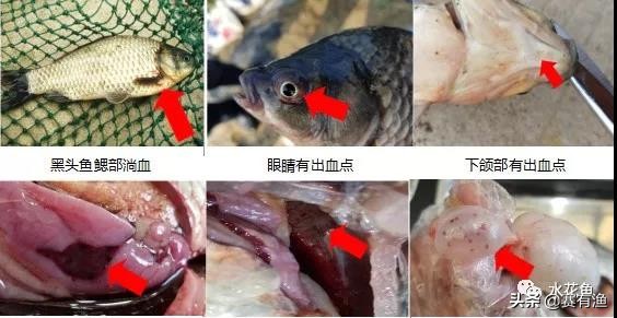鱼塘鲫鱼暴发性出血病怎么治疗 暴发性出血病鱼用什么药好