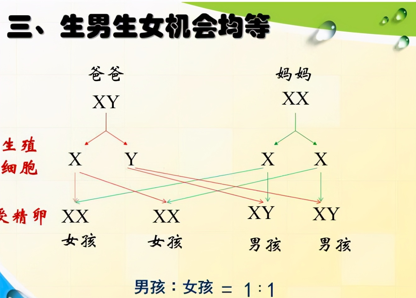 父母中是谁决定了孩子的智商，外貌？别乱猜，来一探究竟