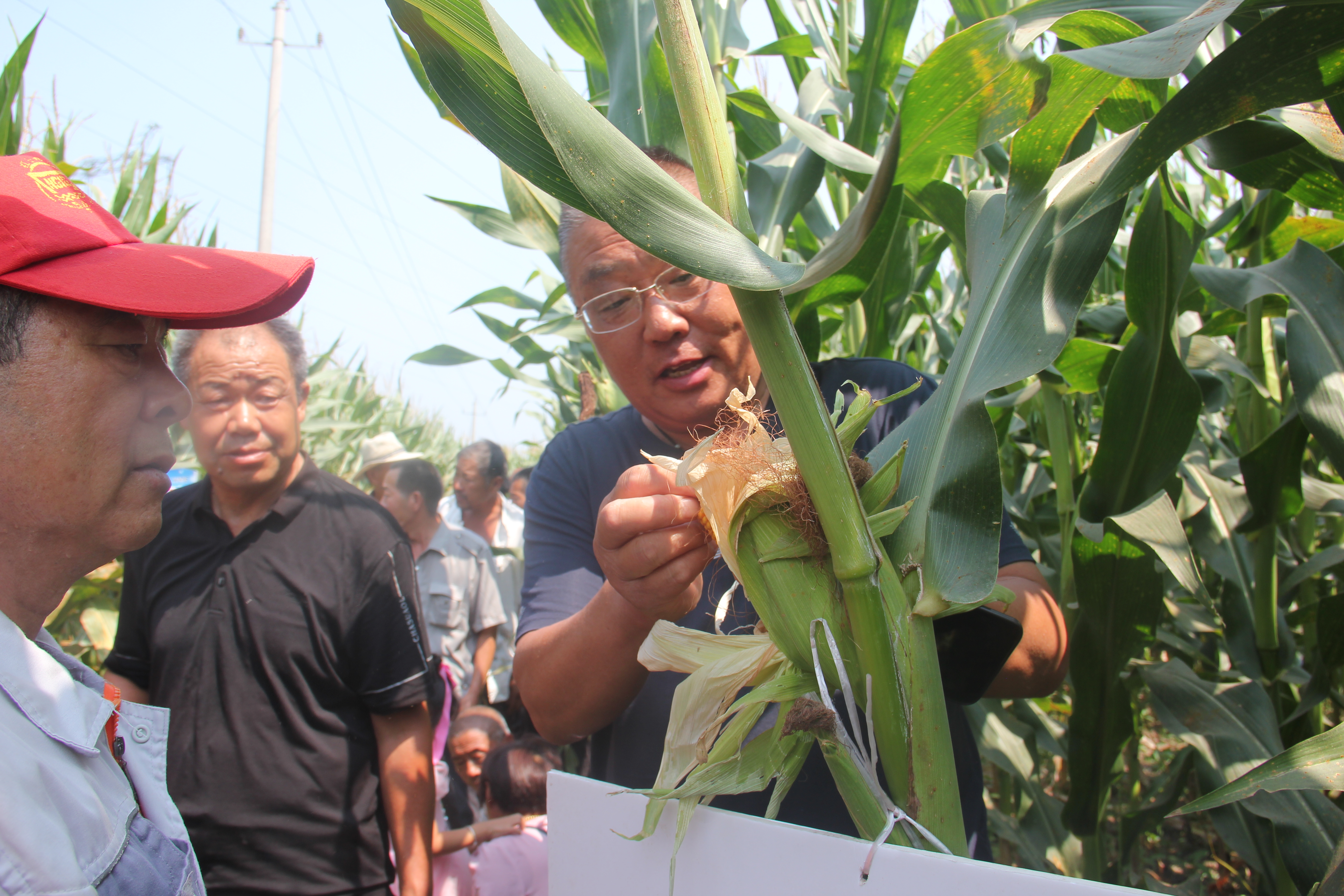 安徽濉溪：隆躍種業香飄大地