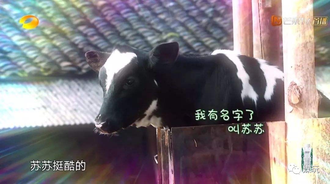 《向往的生活4》增加一只宠物！他们是怎样把狗鸭牛羊带出道的？