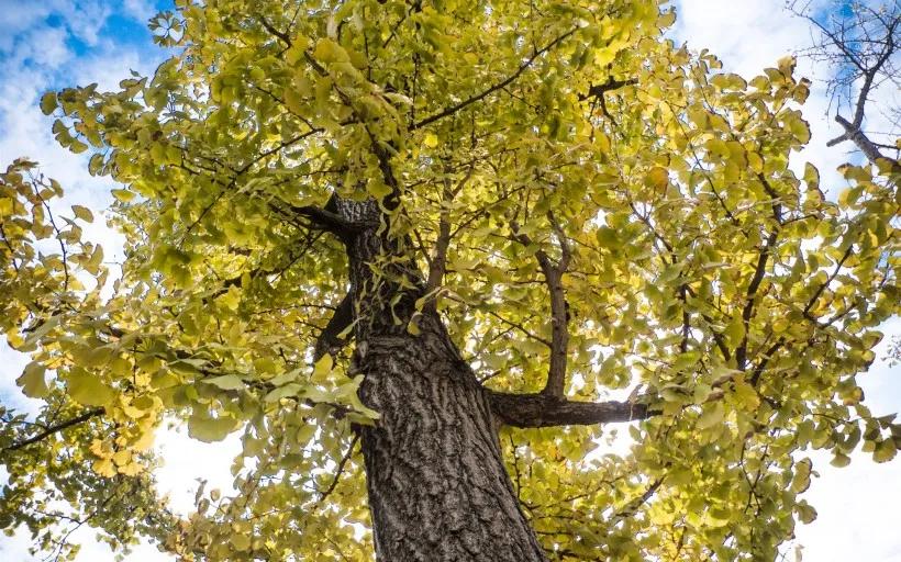 Do you know how many years the longestlived tree can live? iNEWS