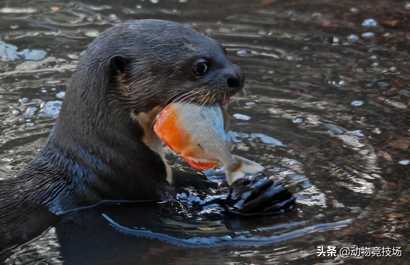 Piranhas are snacks, crocodiles are feasts, and the "wolves in the river" of the Amazon River-giant otters - iNEWS
