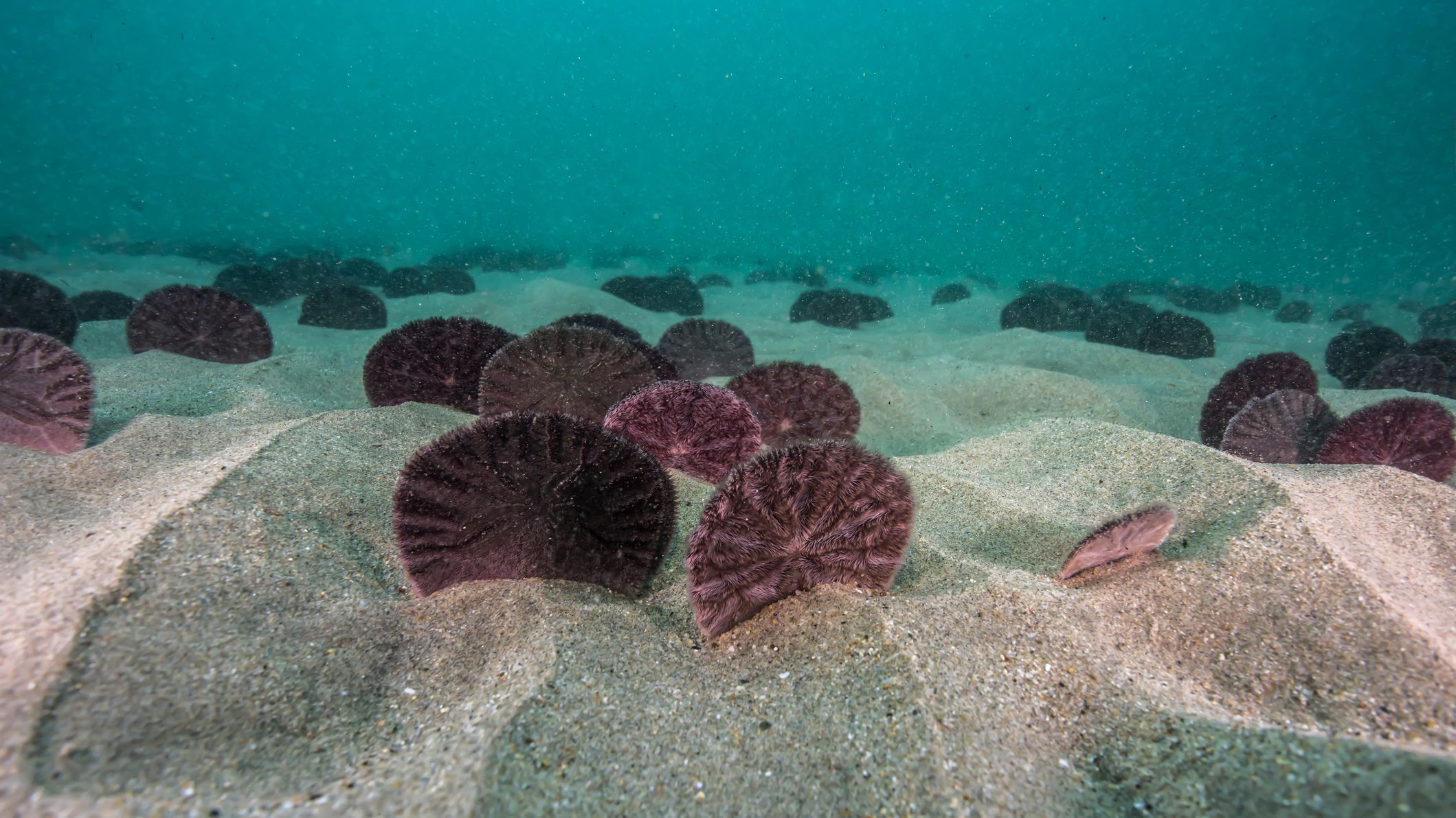 Thousands of live sand dollars wash up on Oregon coast at Seaside 