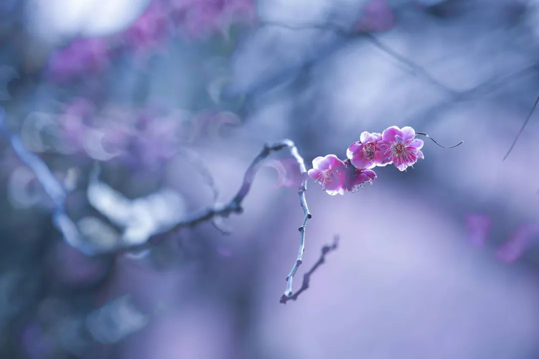 ​梅花香自苦寒来，十首观梅的诗词，一起欣赏美丽的梅花吧