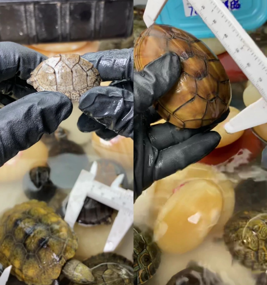12万粉丝，撬动两千万销售额，萌宠生意在直播中爆发了嘛？
