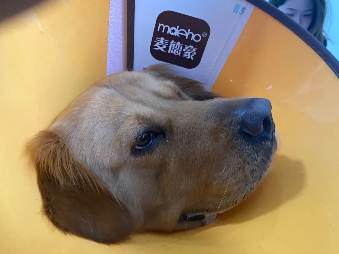 没错，狗也能献血，但被“人”喷闲得慌，说狗不配人的待遇