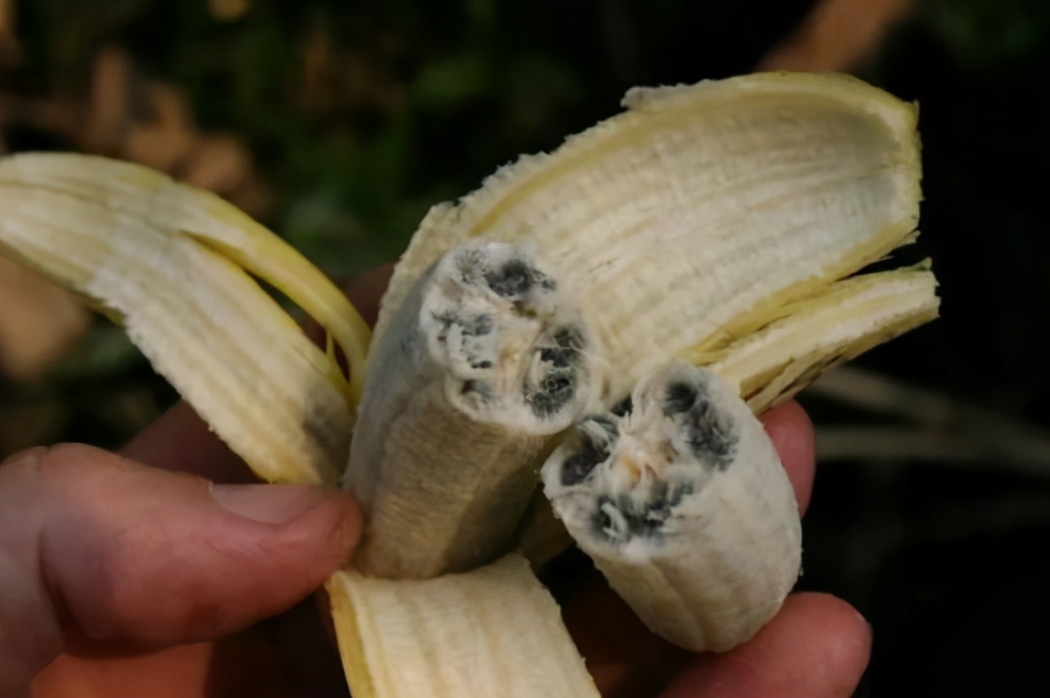图片[6]-如何辨别催熟香蕉？ 这3种情况 白给都不能吃-起舞食谱网
