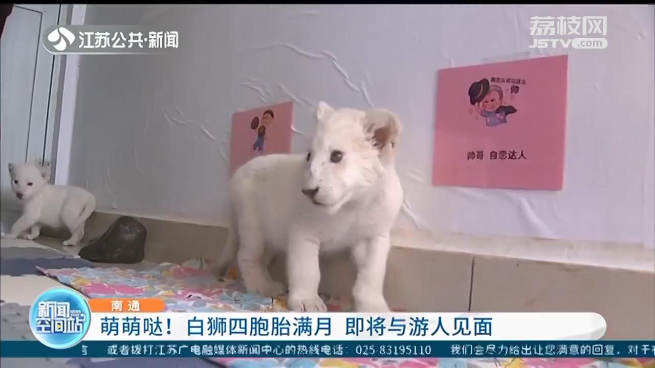 南通野生动物园白狮四胞胎满月 即将与游人见面