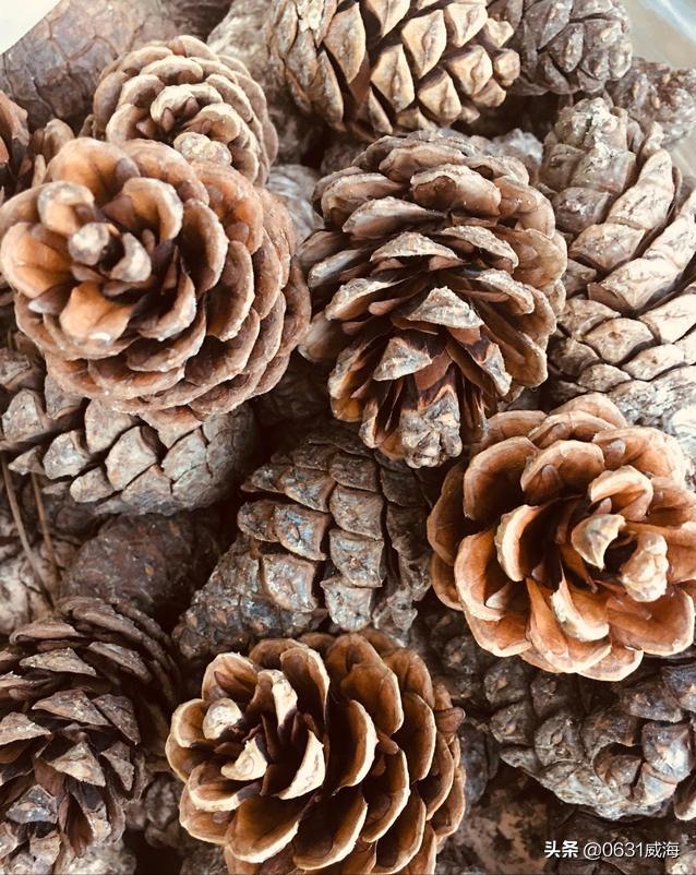 Examples to explain the role of pine cones in the aquarium aquarium, so