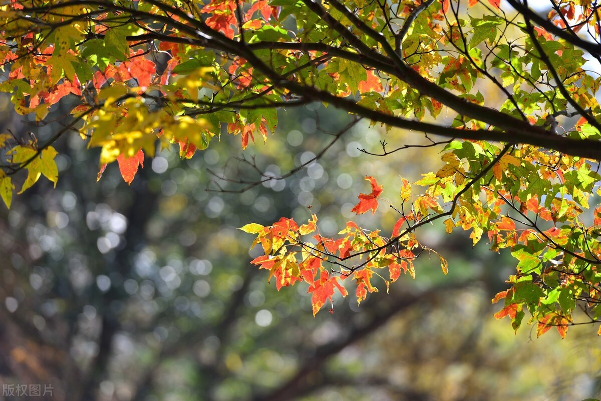 Anhui in autumn, one night into autumn, Huizhou became beautiful