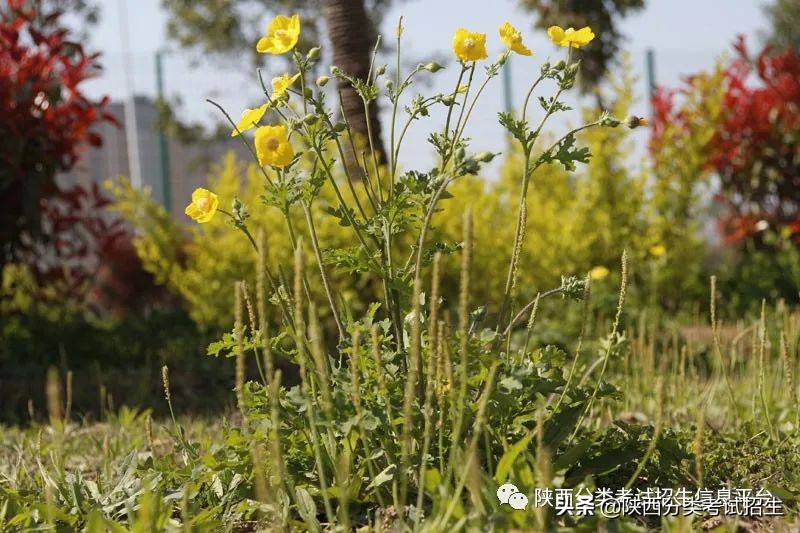 西安-丝路新韵 华夏故都 | 西安职业技术学院