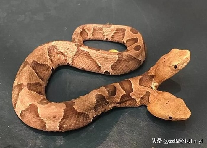 The double-headed snake is a myth, a legend, or a real existence