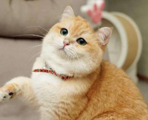 那些提议我养u201c公猫u201d的人，可把我害惨了- 资讯咖