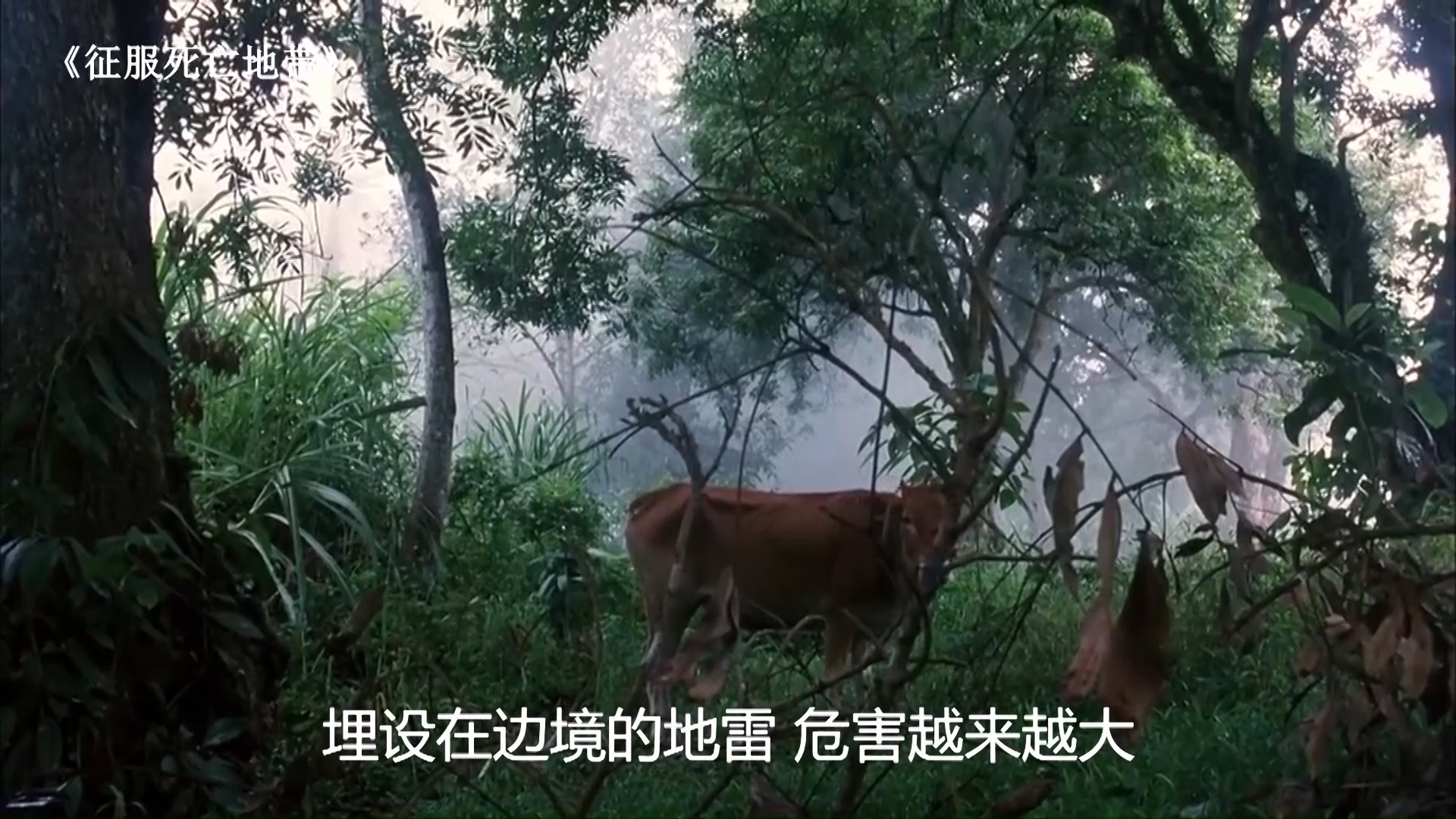 震惊世界的中越边境雷区,排雷有多难?上百万颗地雷至今无法排除 - 资讯咖