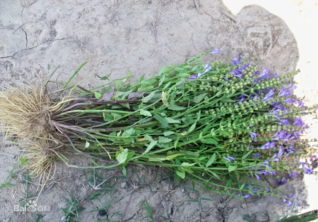 这个以韩信命名的神草,原来是一味抗癌的良药