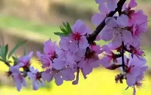 全國(guó)56個(gè)城市的市花，你是否全都了解？