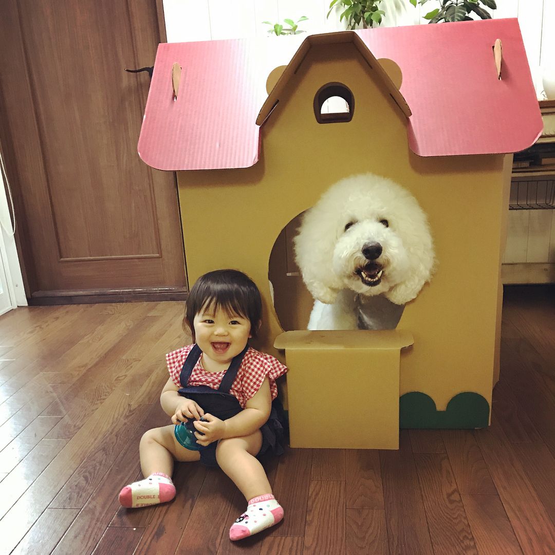日本老太用贵宾犬给小女孩拍照，结果让你心都融化了