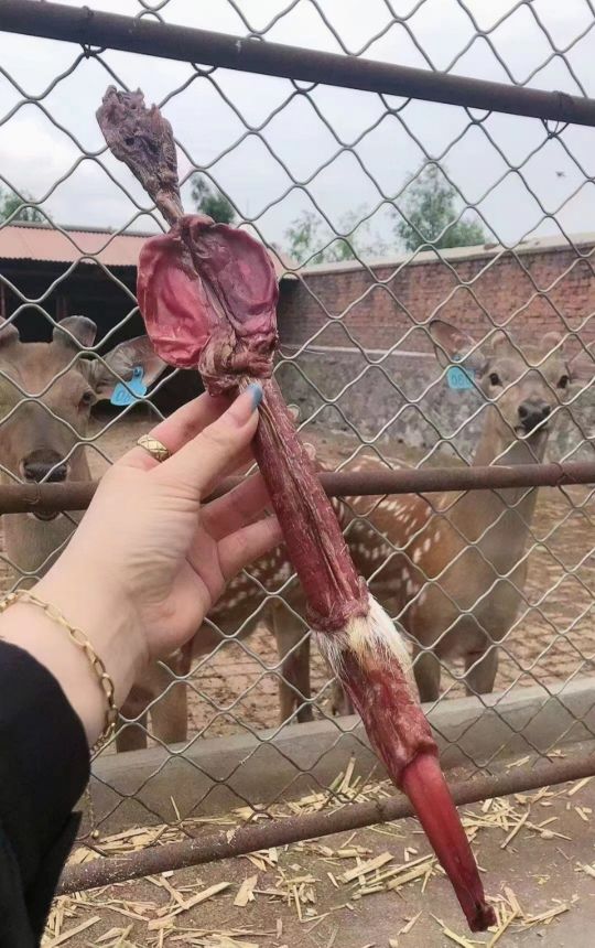 干鹿鞭是什么？
