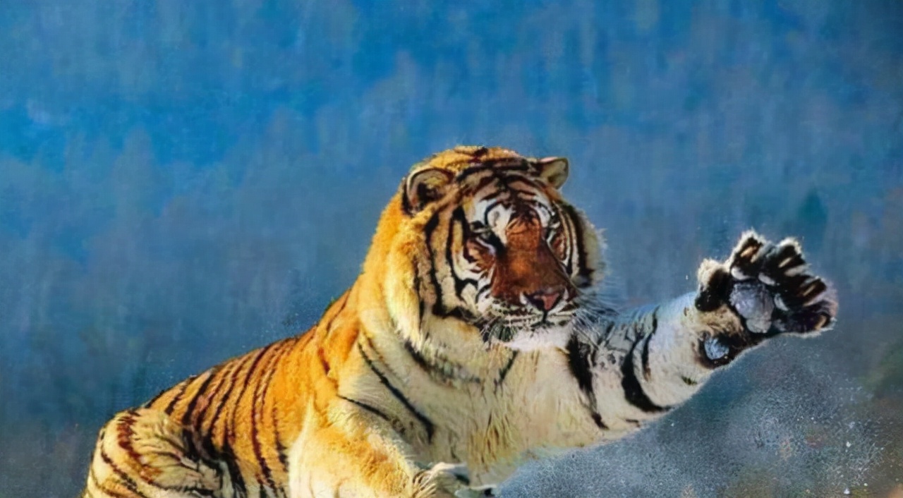 Barbary lion vs Siberian tiger, who is the real king of cats?It turned