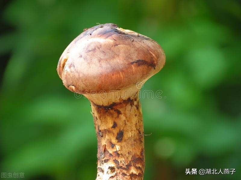 春天挖野菜，送你70种野菜图片大全，教你认识不同的野菜和吃法