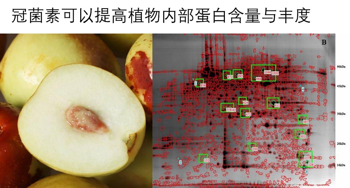 COR-冠菌素，冬枣脱青着色的关键技术，想提高收益的来看看