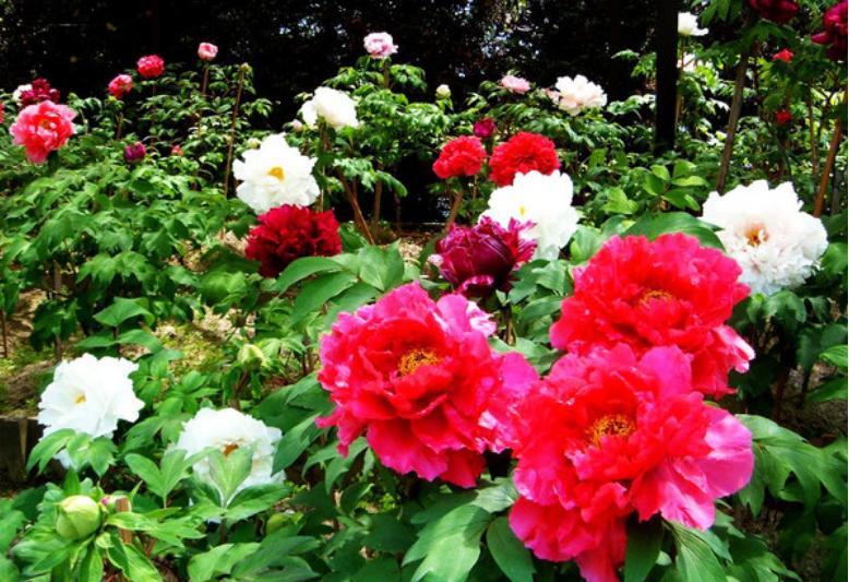 Only the true color of peony can move the capital when the flowers