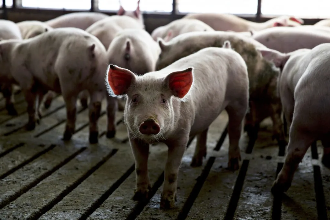 加州新出台“人道養豬”動物福利法案,豬肉價格要飛漲啦