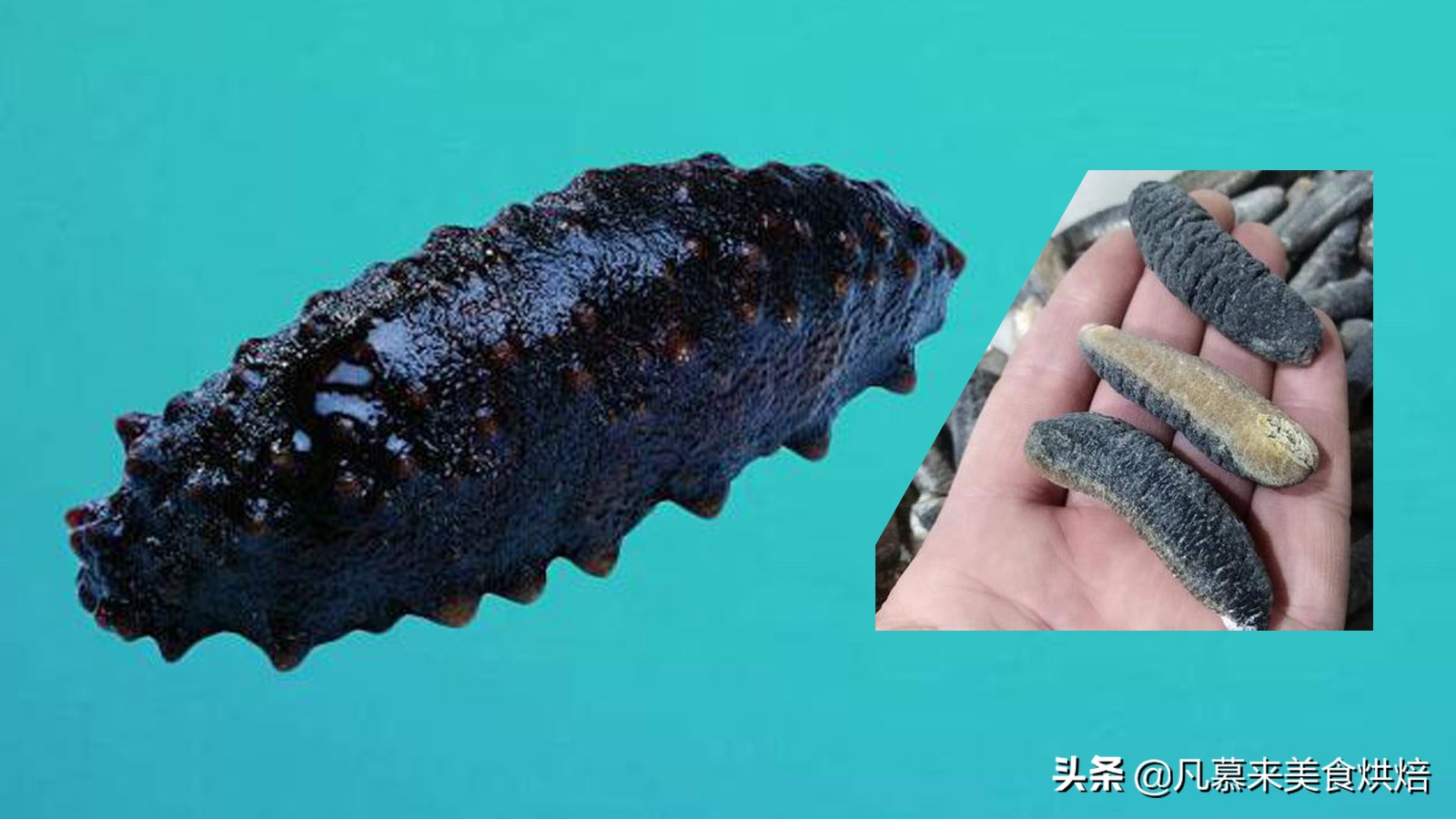 海參種類有140多種可食用的才20來種,有哪些?哪種最好吃? - 頭條匯 - 第 2 頁