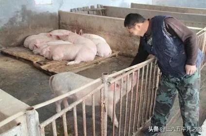 2021 is " 9 Tu Gong pigs " , does hog prices forecast: ? Li  appropriate? 