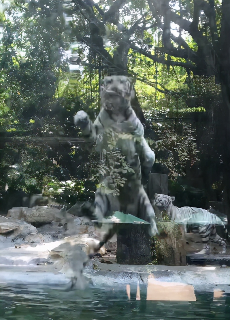 全红婵完成小目标，师哥带她去动物园，看老虎跳水，网友留言亮了