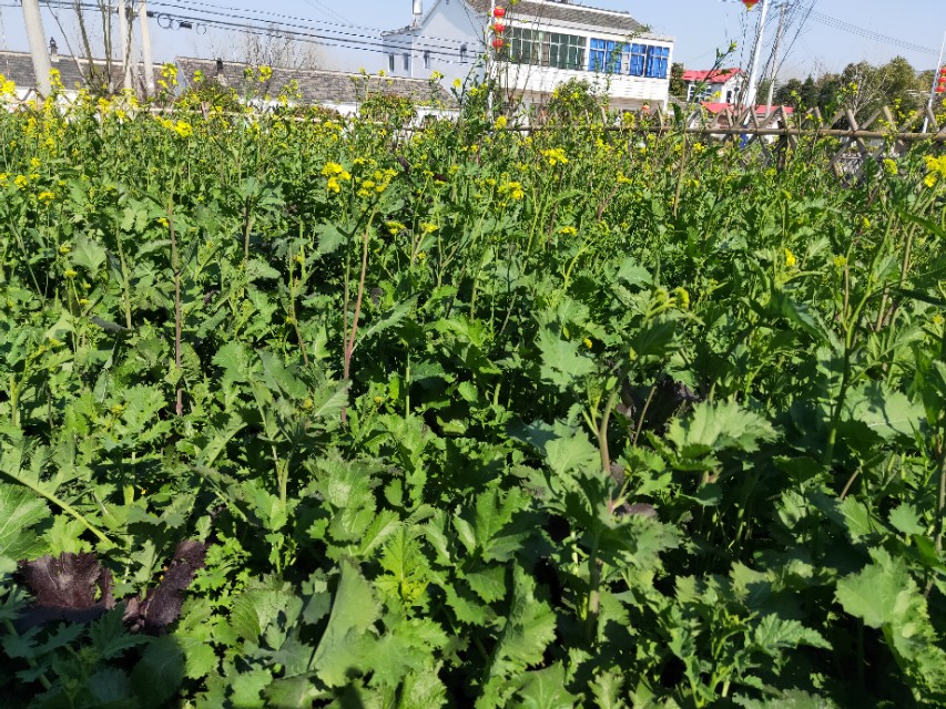 野生芥菜：既可腌制又可榨油，高产优质栽培技