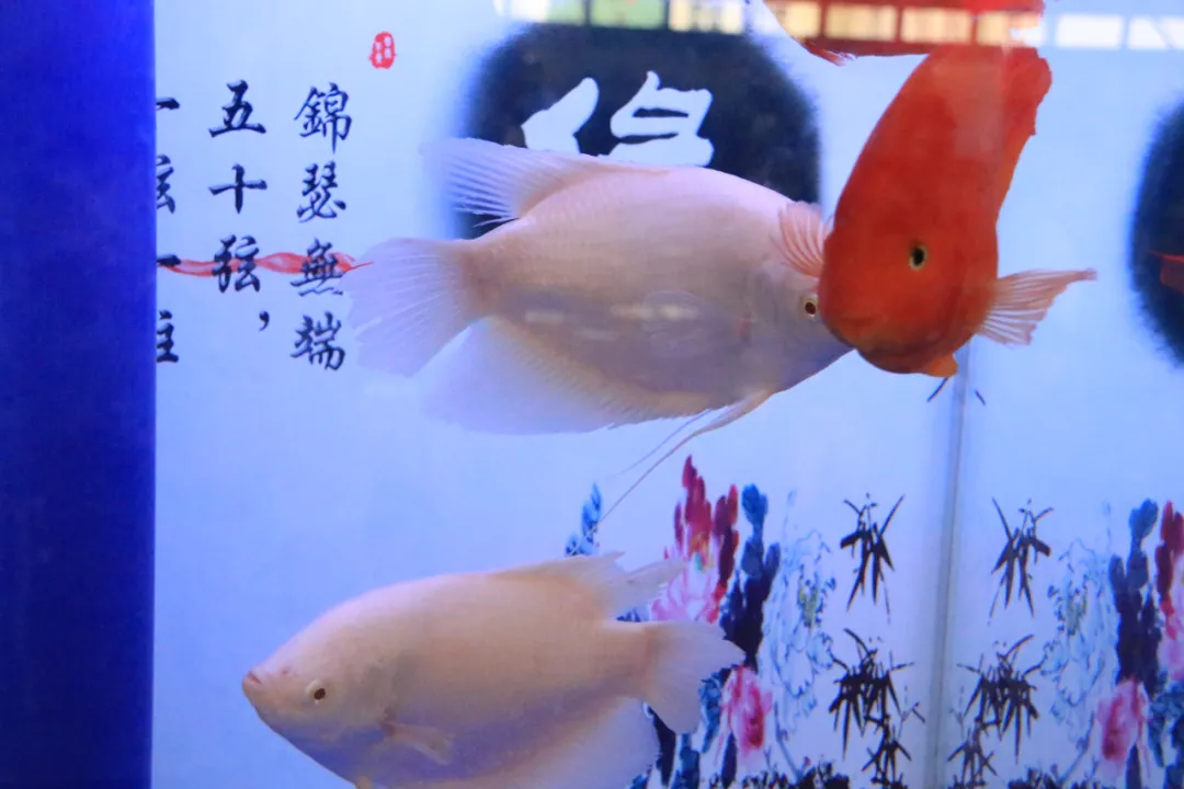 大饱眼福，第八届中国沭阳花木节竟如斯出色！你想看的全在这里…