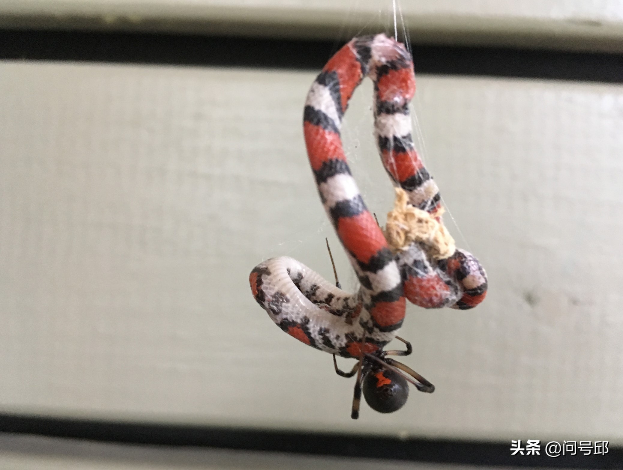 Fighting with poison: poisonous spiders are tasting the feast of poisonous snakes