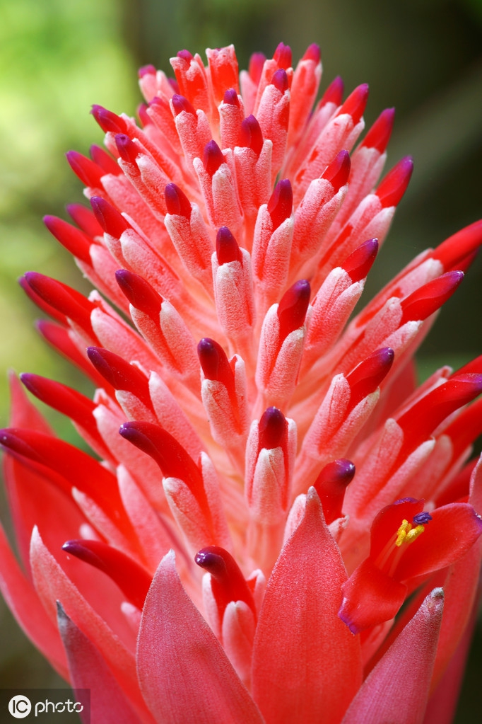 凤梨花(凤梨花的养殖方法和注意事项) - 123植物网