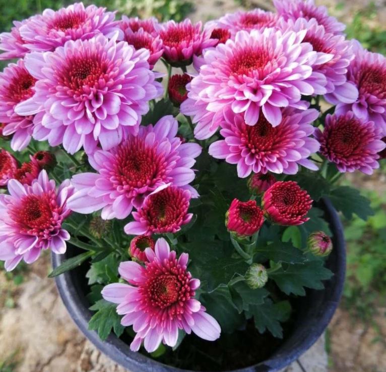 Choose it to grow chrysanthemums, it lasts for 300 days once it blooms