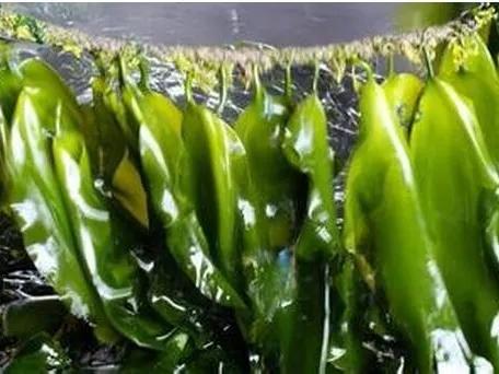 海帶和紫菜哪個好? 營養差別大,建議弄清楚了再吃
